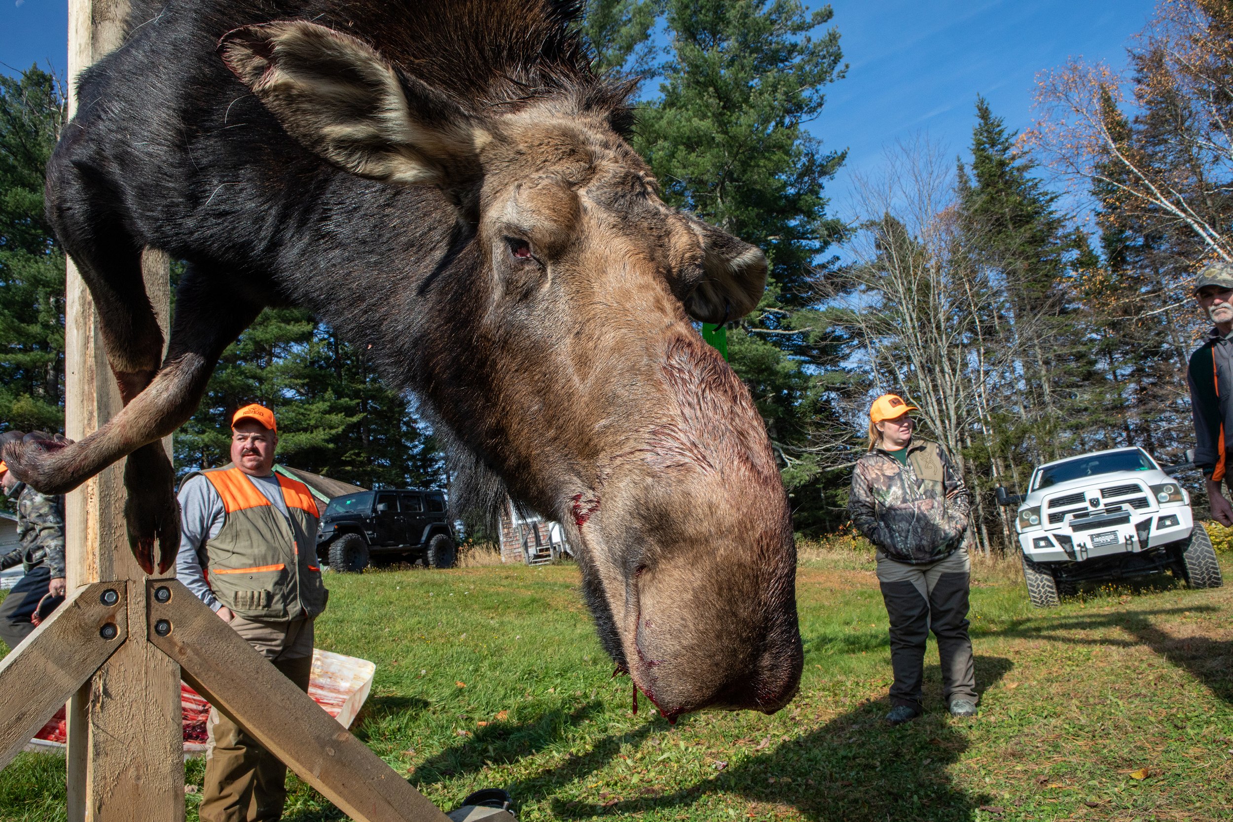 CLIMATE CHANGE MAINE MOOSEIMG_5553.jpg