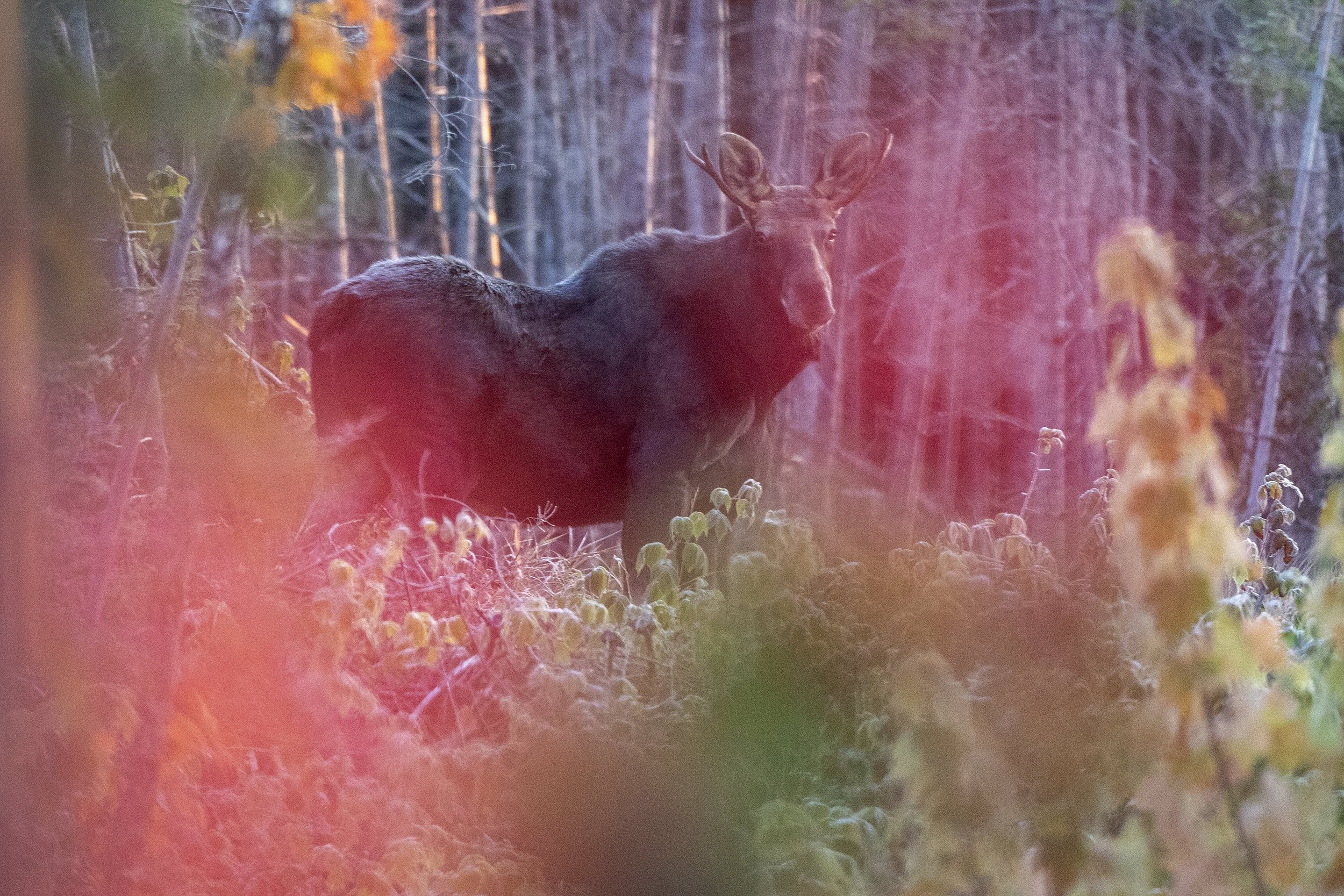 CLIMATE CHANGE MAINE MOOSEIMG_5037.jpg