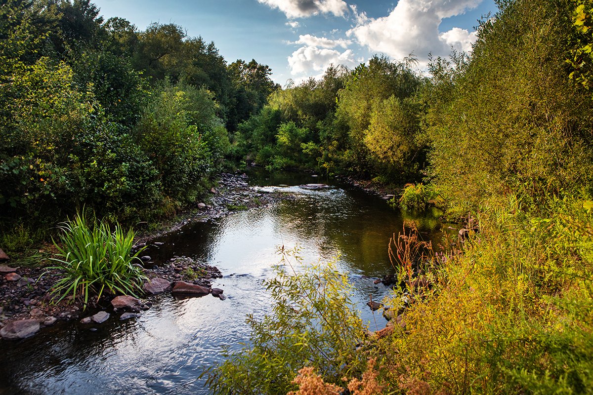   Five years after dam removals on the Mill River in Taunton, Massachusetts, herring have returned for the first time in over 200 years. Native plants and other wildlife has also returned.  