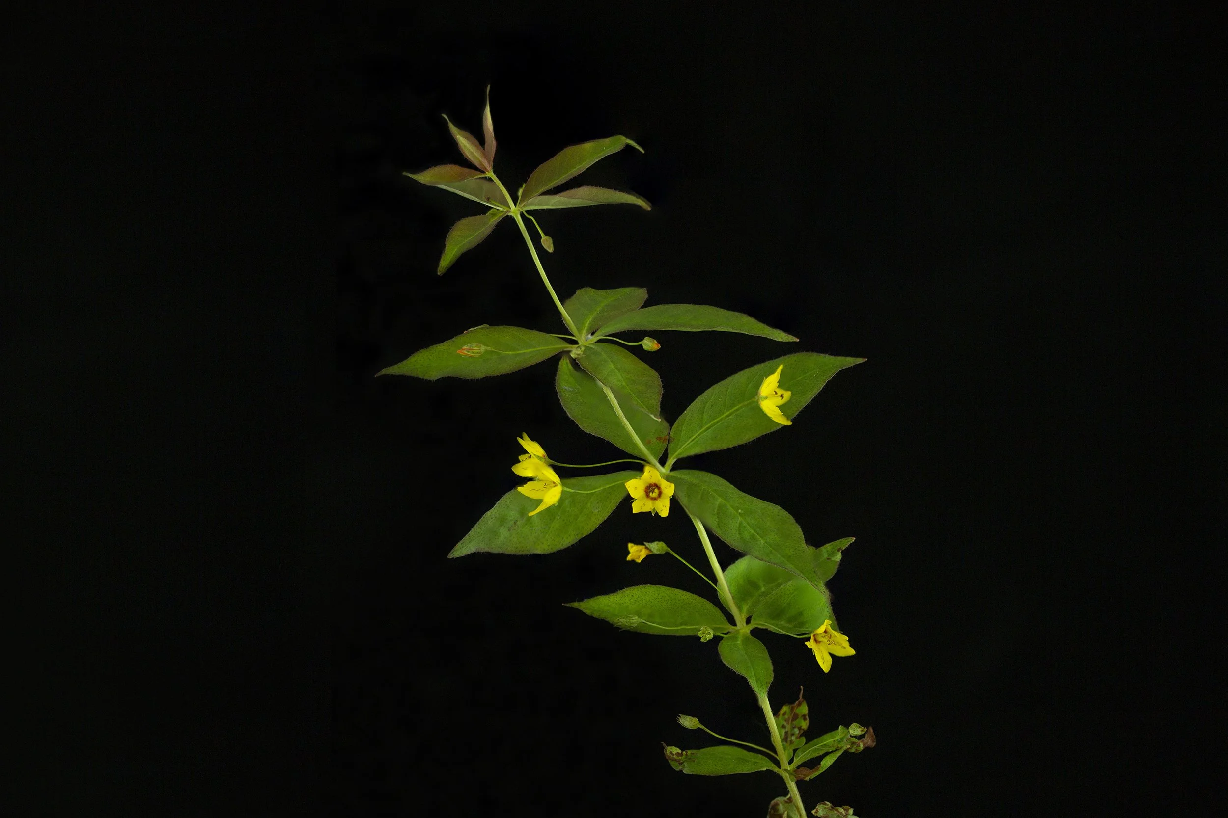 08-native yellow loosestrife-with macropis oil bee + macropis cuckoo bee.jpg