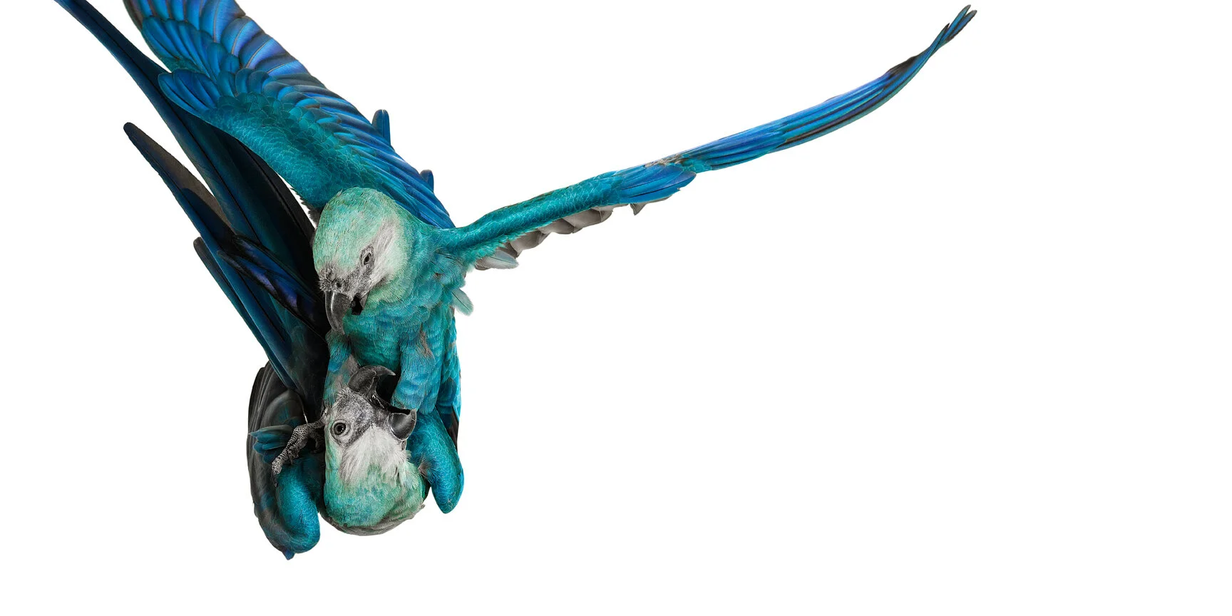 081015AW_spix_macaw_00067.jpg