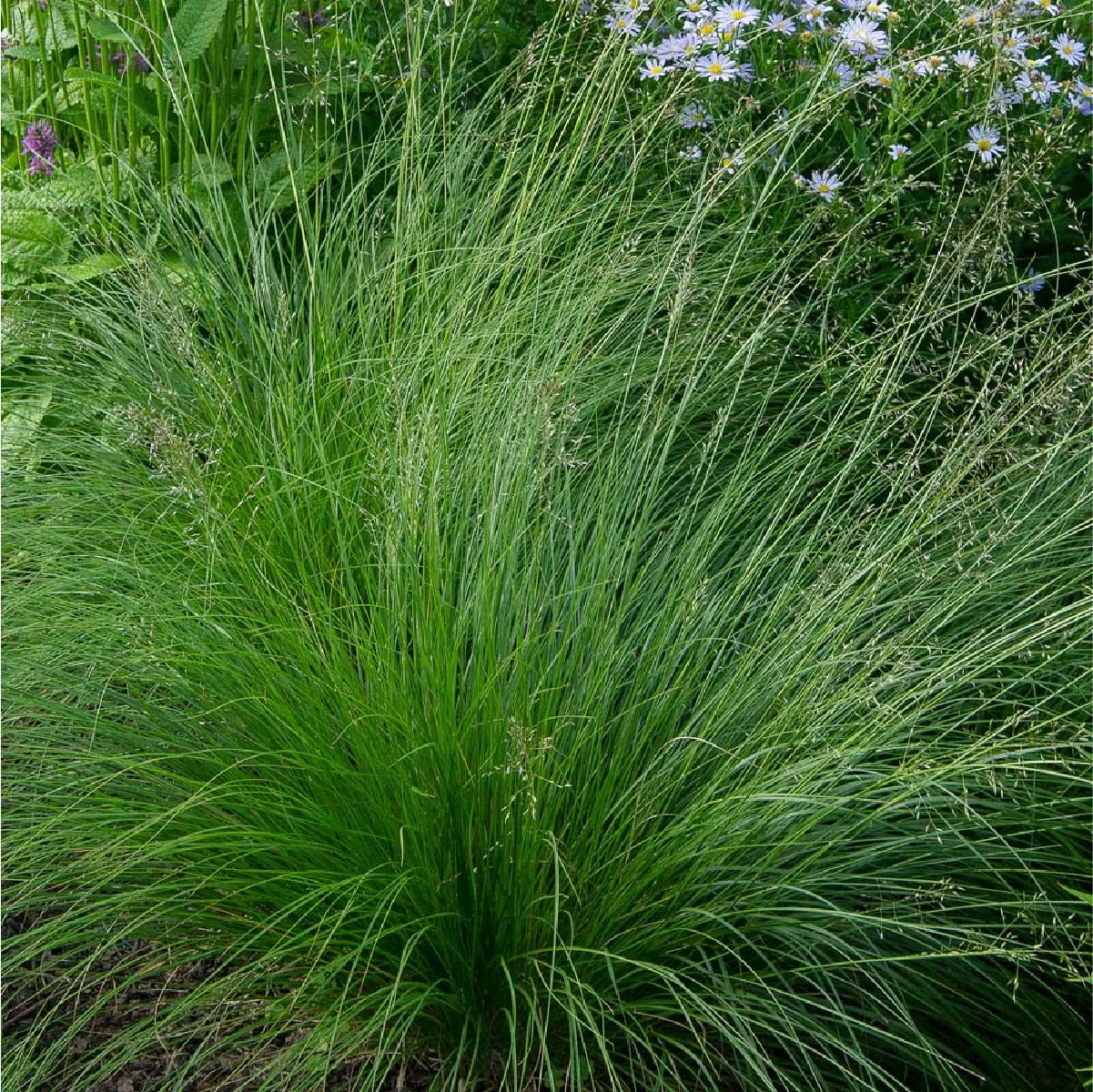 Planting Pallete Website-07.jpg
