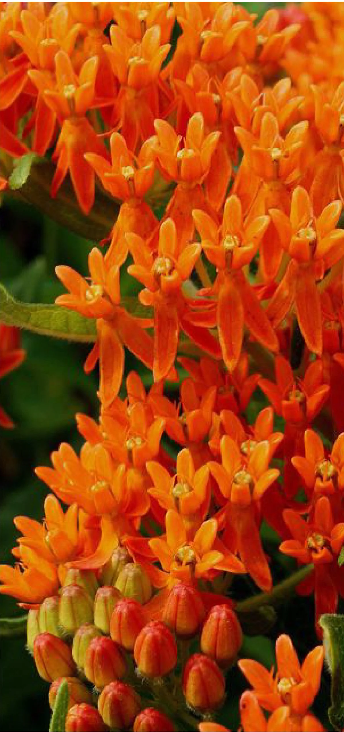 Planting Pallete Website-16.jpg