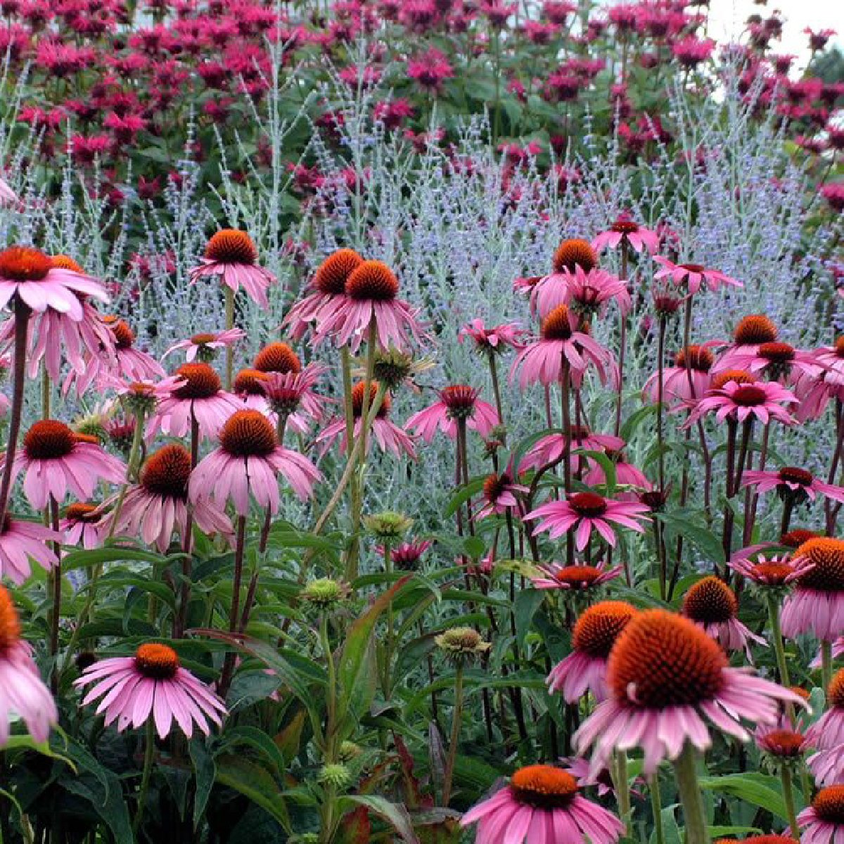 Planting Pallete Website-03.jpg