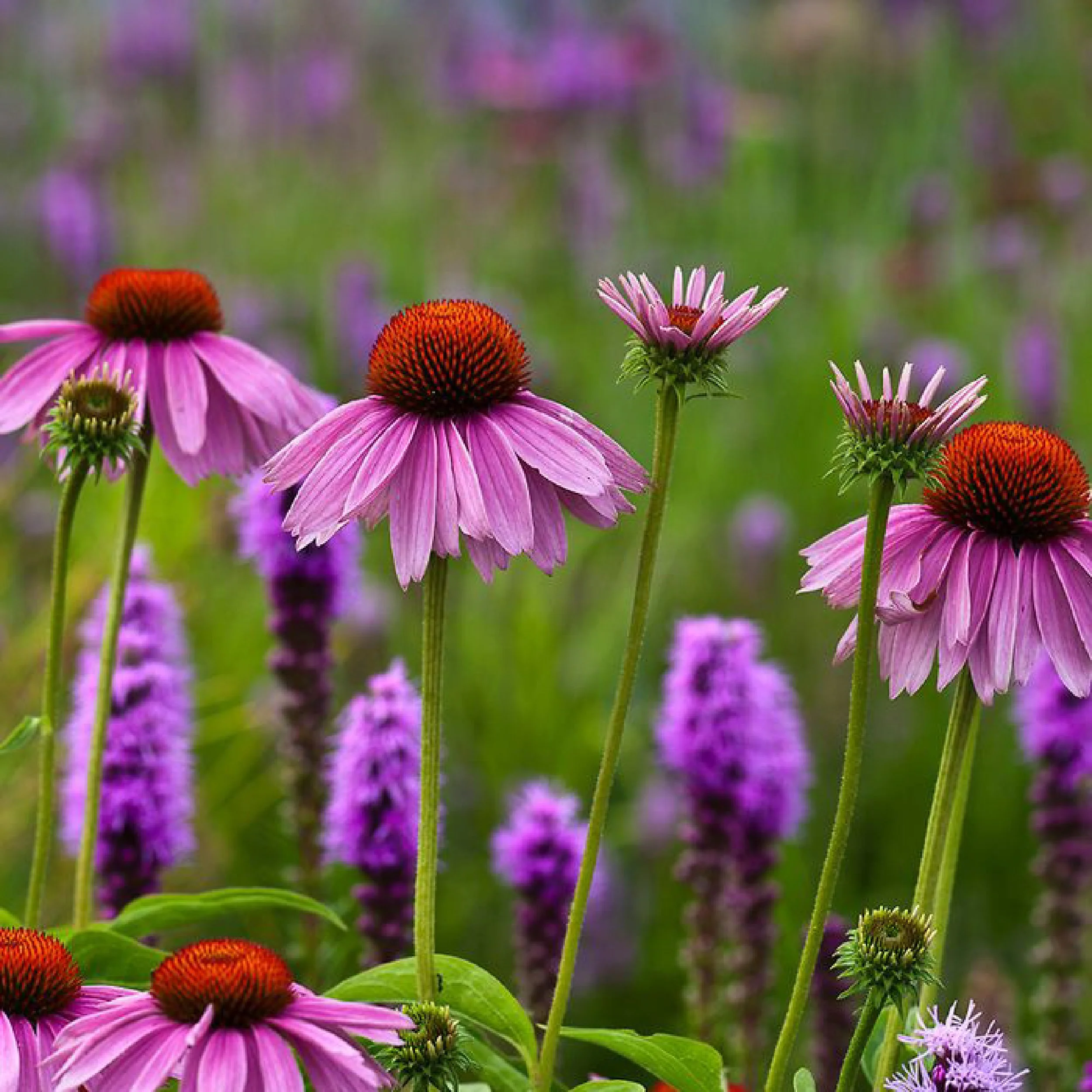 Planting Pallete Website-02.jpg