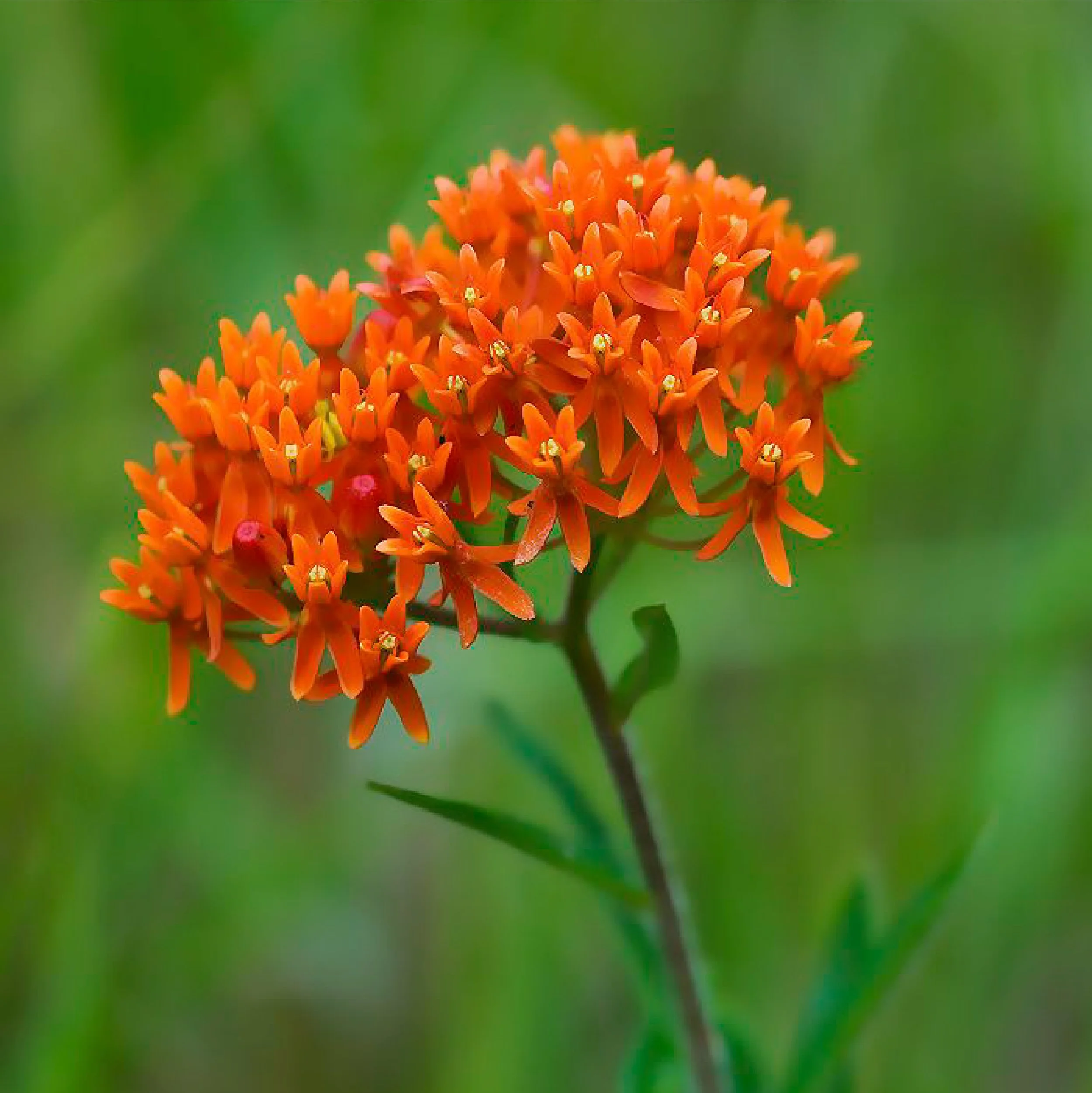 Planting Pallete Website-14.jpg