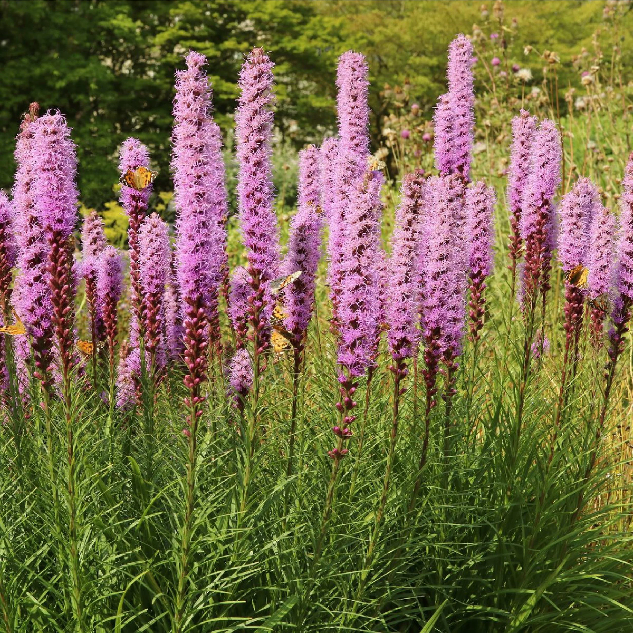 Planting Pallete Website-18.jpg