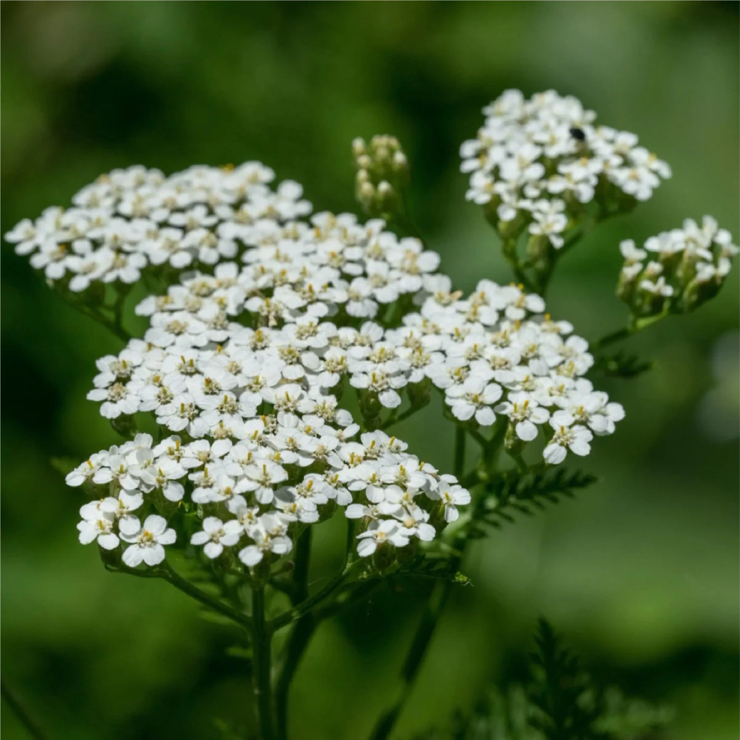 Planting Pallete Website-22.jpg