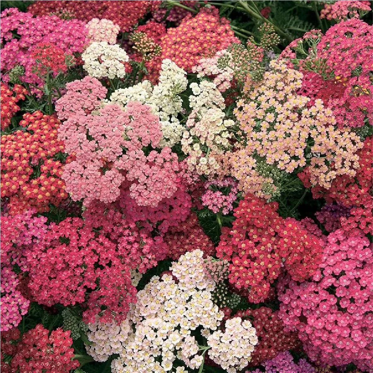 Planting Pallete Website-23.jpg