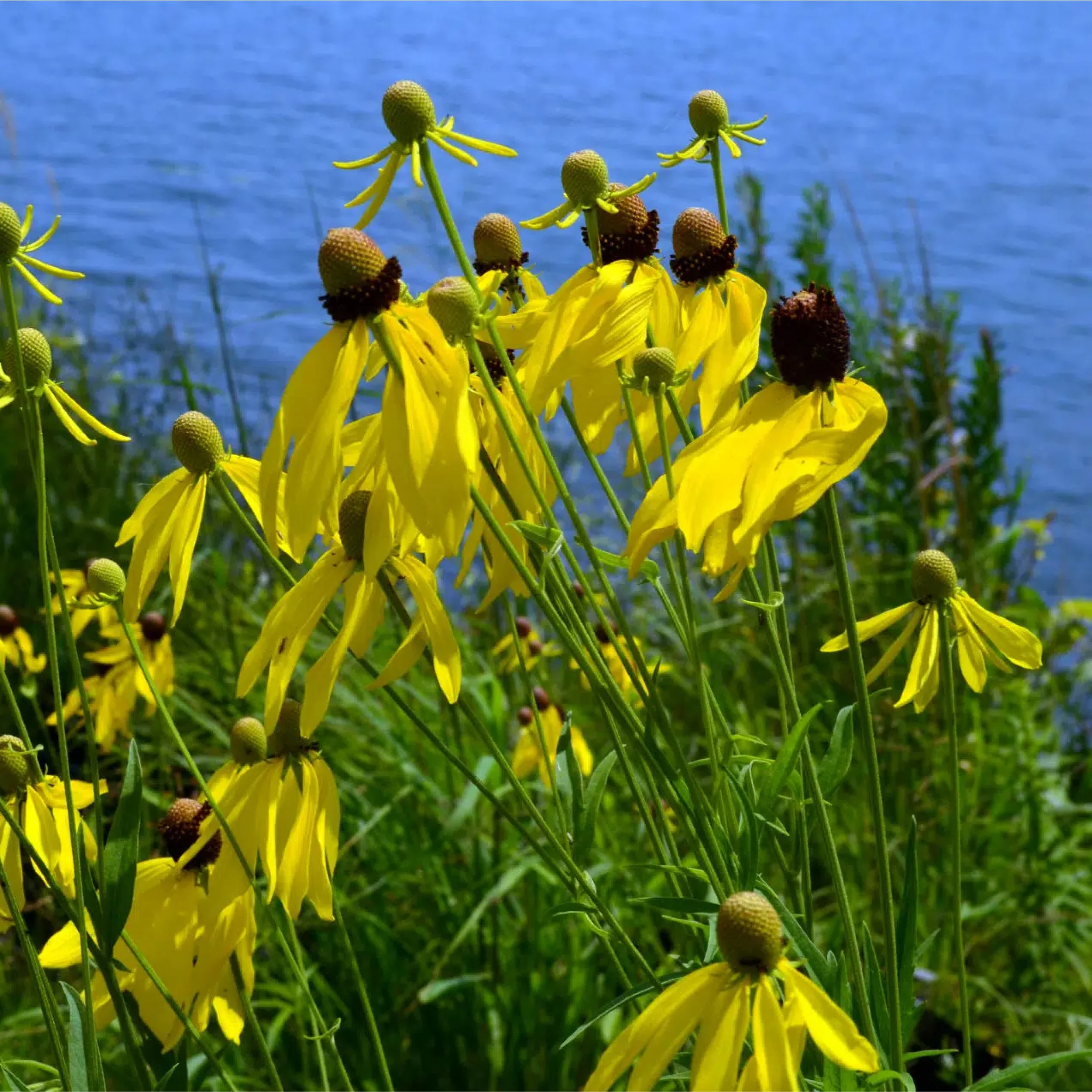Planting Pallete Website-26.jpg