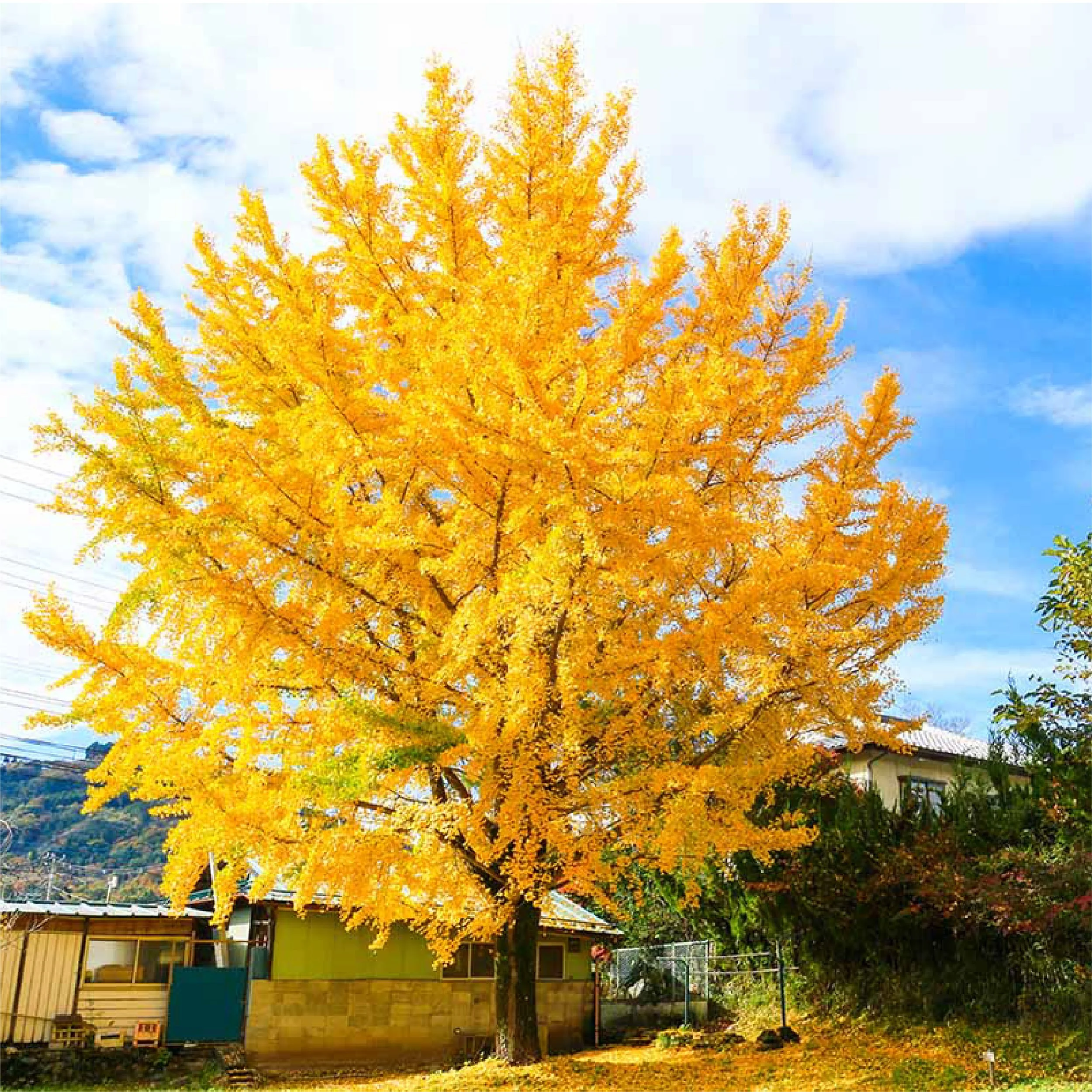 Planting Pallete Website-30.jpg