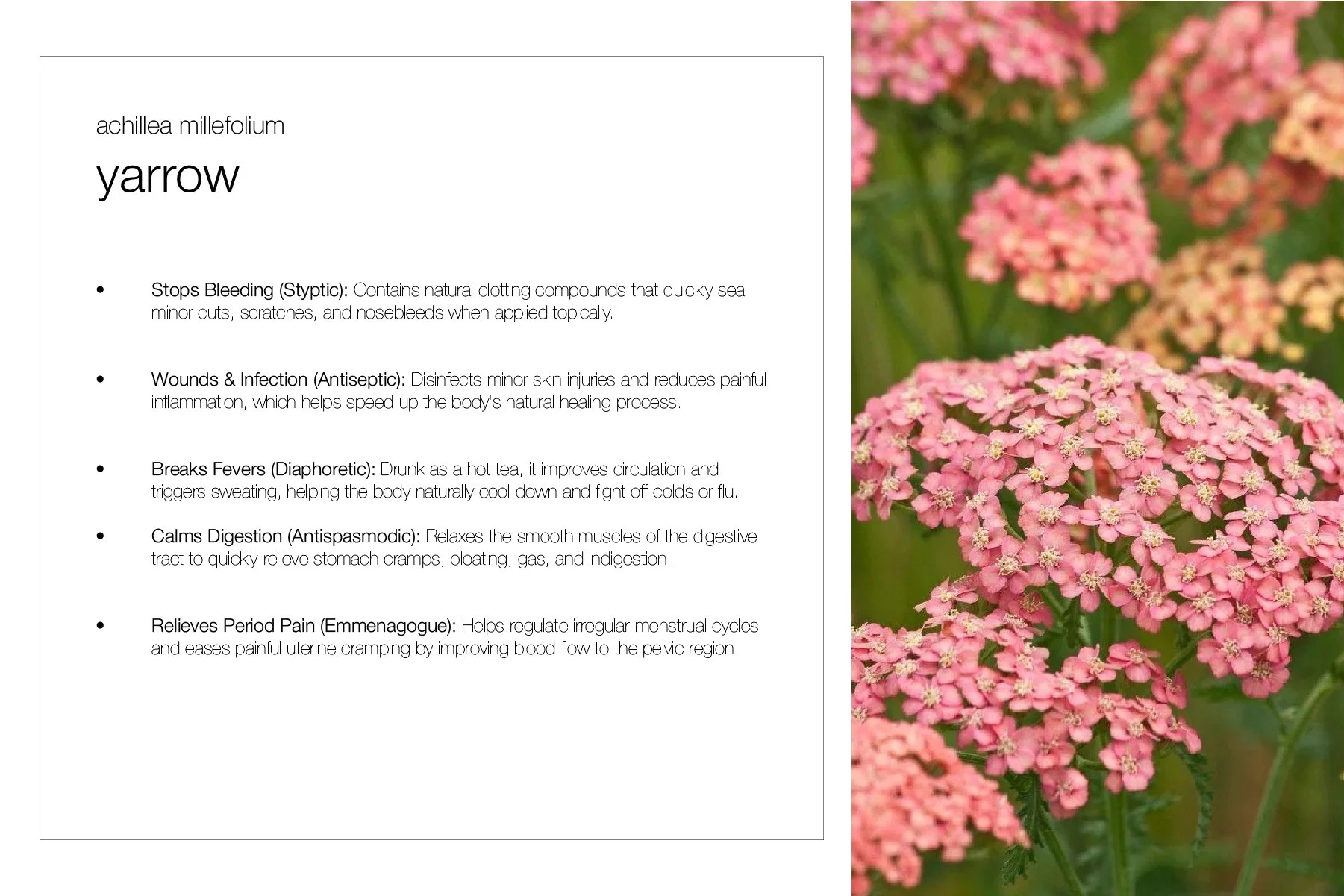 Planting Pallete Website-38.jpg