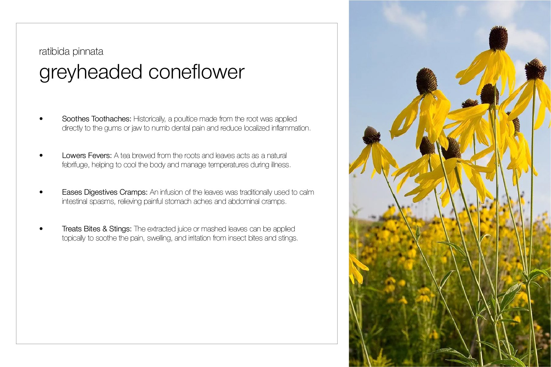 Planting Pallete Website-39.jpg