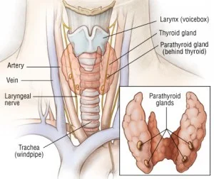 parathyroid.jpg
