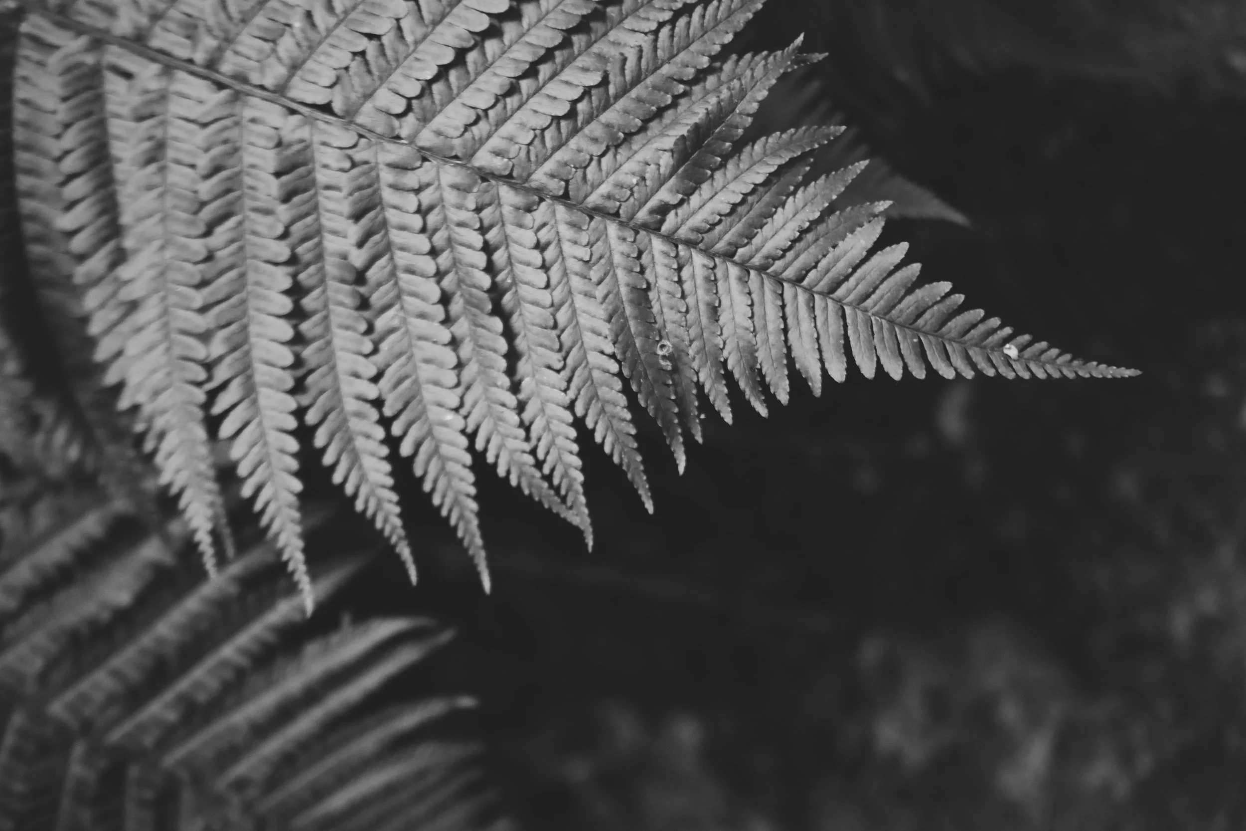 015A02A5-0531-4D0F-AACB-8B36FFE8716B.JPG