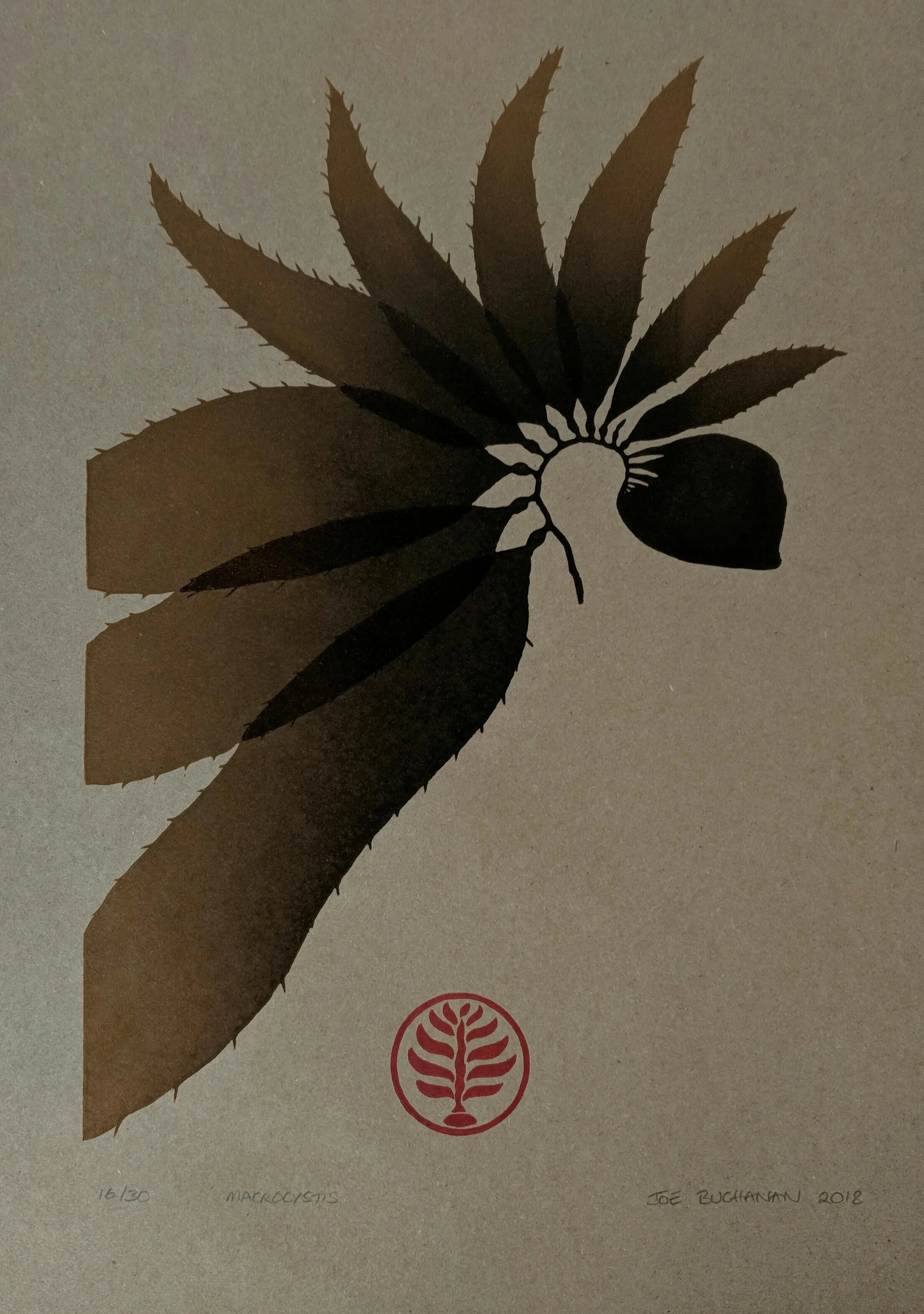 Linocut of Macrocystis