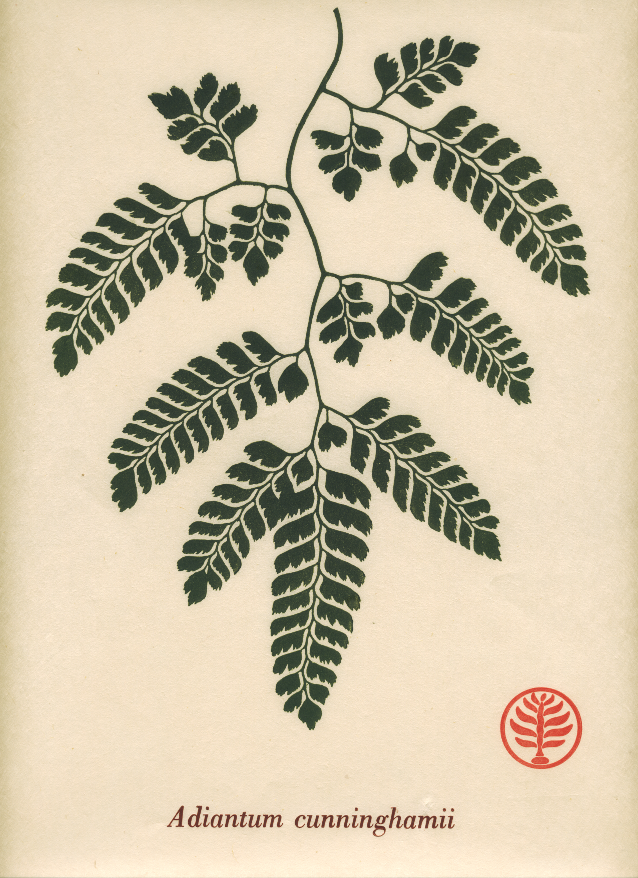 Adiantum cunninghamii print small.png