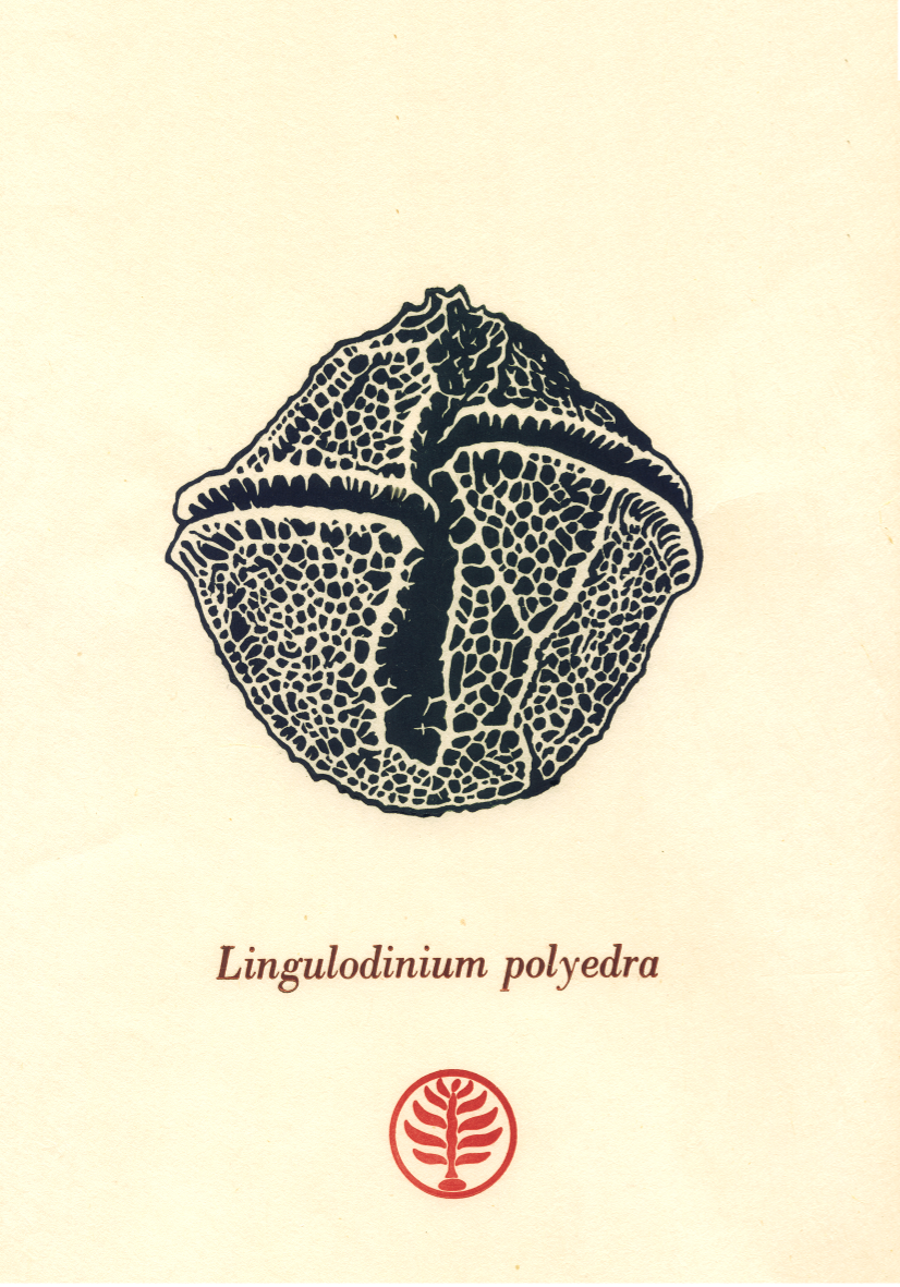 Lingulodinium small.png