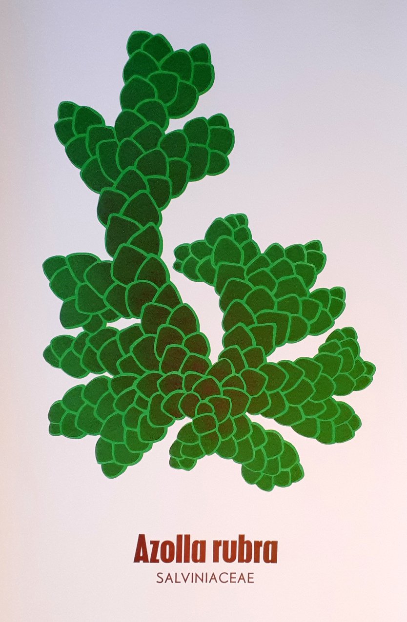 Azolla cropped small.jpg