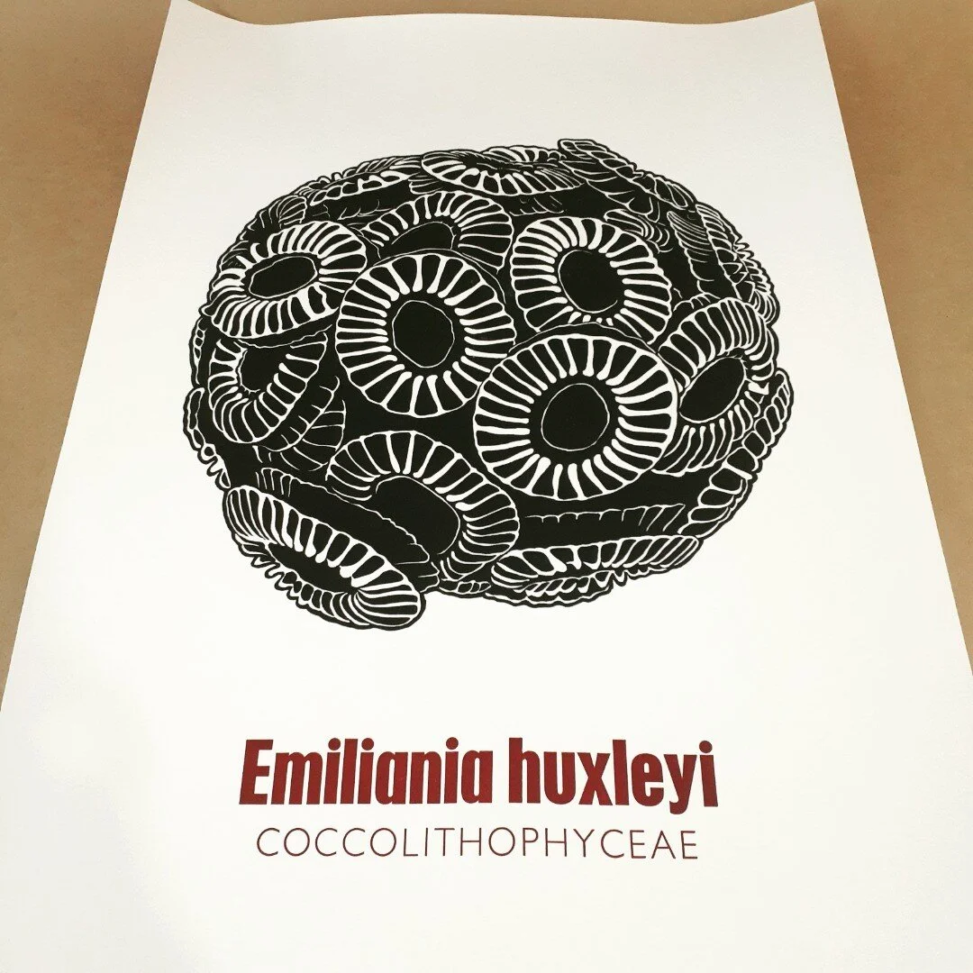 Emiliania huxleyi, a coccolithophorid. This group of photosynthetic marine plankton are enclosed by ornate calcium carbonate scales. Fossil deposits of these scales form chalk - a major carbon sink.
A new linocut print finished just in time for the K