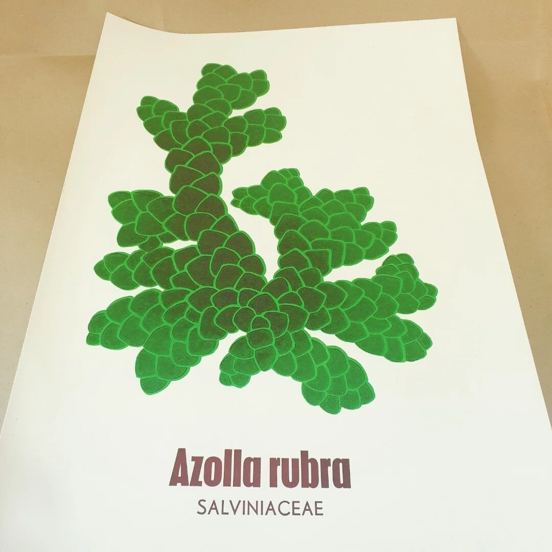 Azolla rubra - that floating red weed you sometimes see on ponds - is an aquatic fern with a nitrogen-fixing cyanobacterial symbiont. 49 million years ago a giant Azolla bloom began in the nearly landlocked Arctic ocean. Geologists suggest the massiv