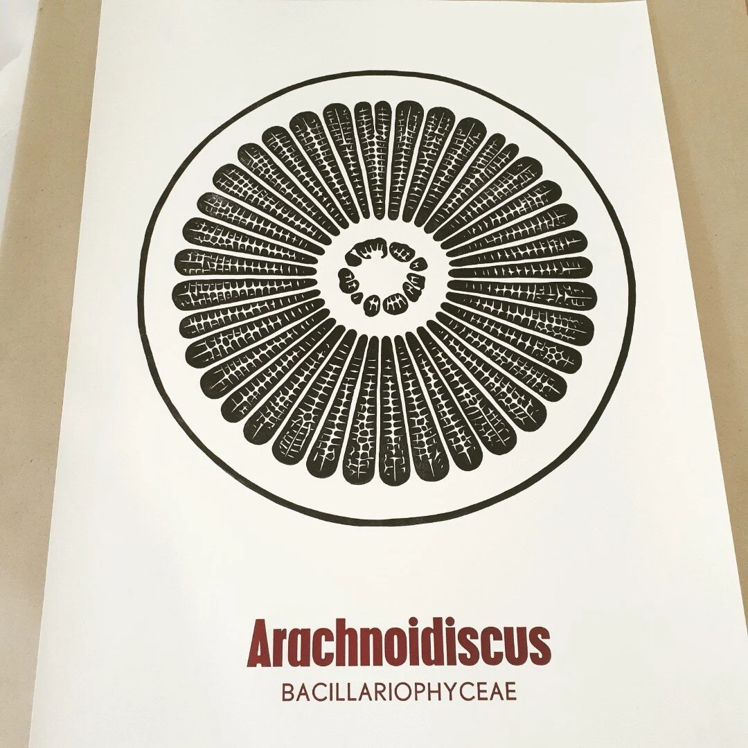 Getting ready for the Kapiti Arts Trail: a new print of the diatom Arachnoidiscus (actually my first diatom print). Diatoms might be tiny, but are found anywhere there is water - marine, freshwater, estuaries, puddles and even wet films on leaves, an