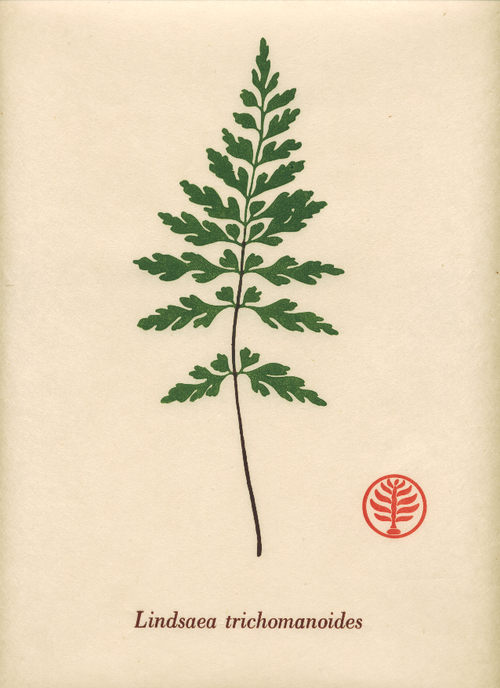 Ferns