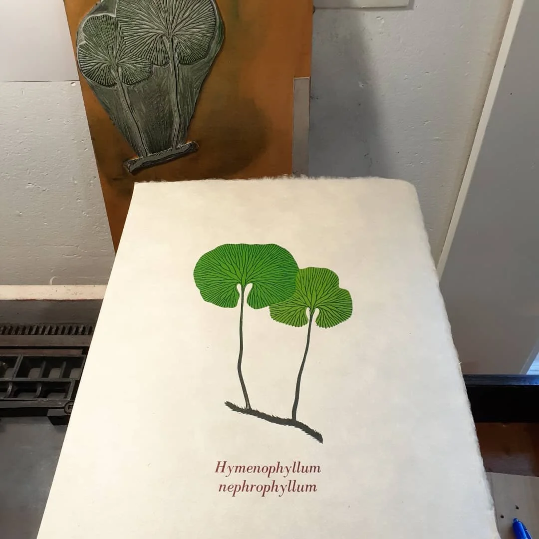 A three colour linocut of the native kidney fern, Raurenga, or Hymenophyllum nephrophyllum, formerly known as Trichomanes reniforme (and also Cardiomanes reniforme). On Japanese Awagami kitakata paper.
#linocut #fern #kidneyfern #newzealandnativeplan