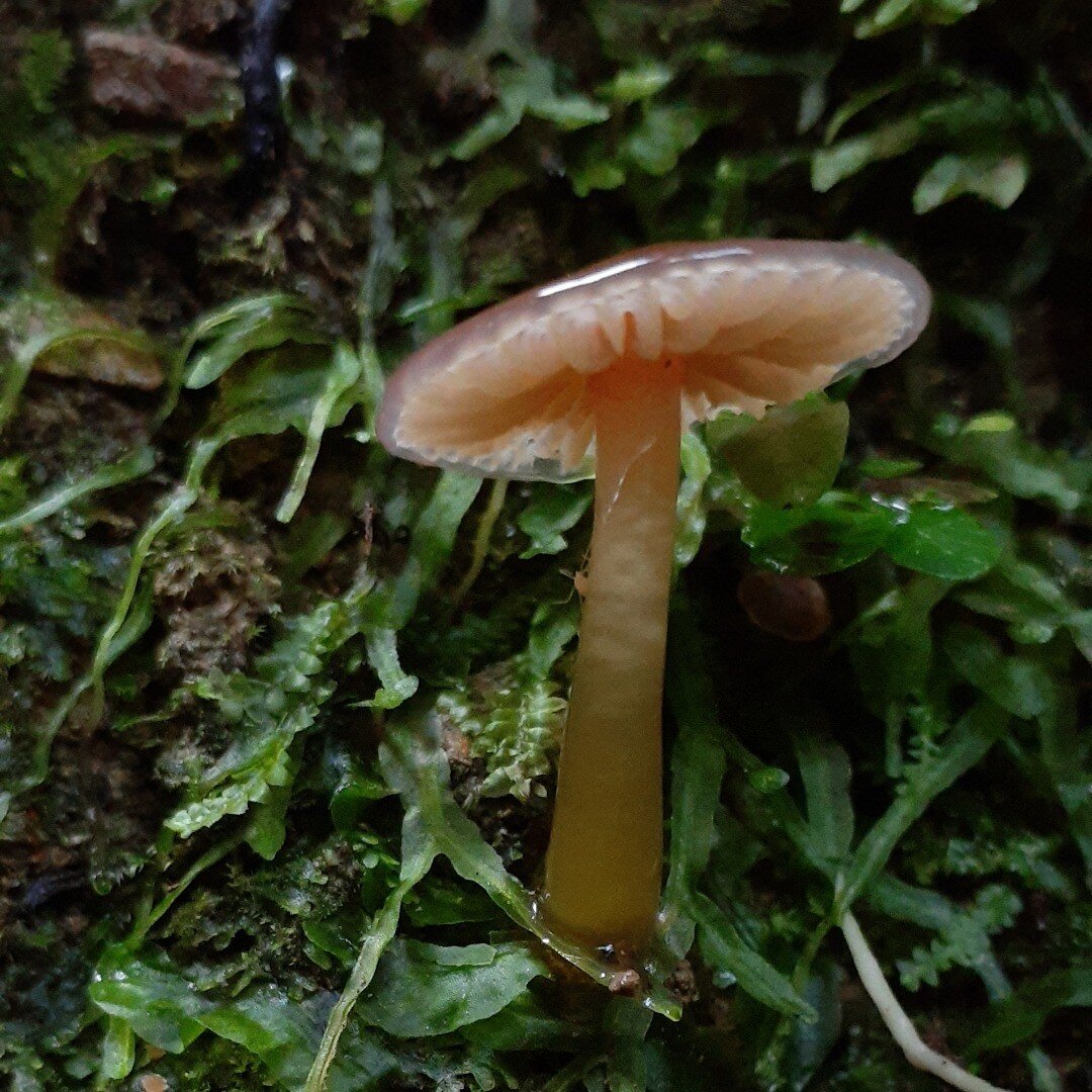 A limpid Gliophorus (I think) living among the liverworts (Pallavicinia) at Battle Hill, Pauatahanui. Great weather for fungi at the moment.
#fungi #newzealandfungi #mushrooms #fungiofaotearoa