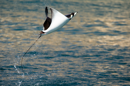 crispy-mobula-breach.png
