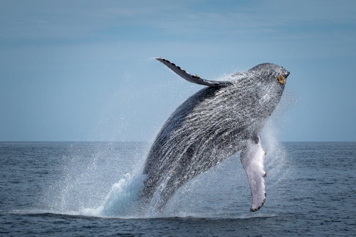 breaching-barnacle.png