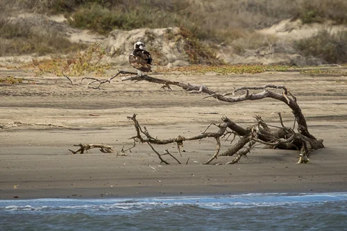 osprey.jpg