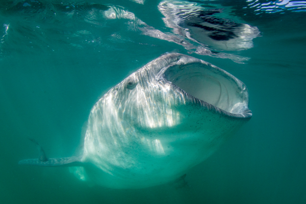whale-shark.png