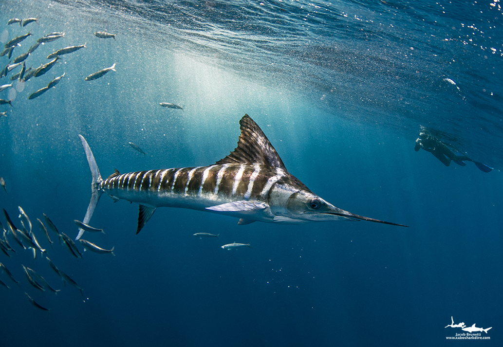 DSC_8165. nat geo .jpg
