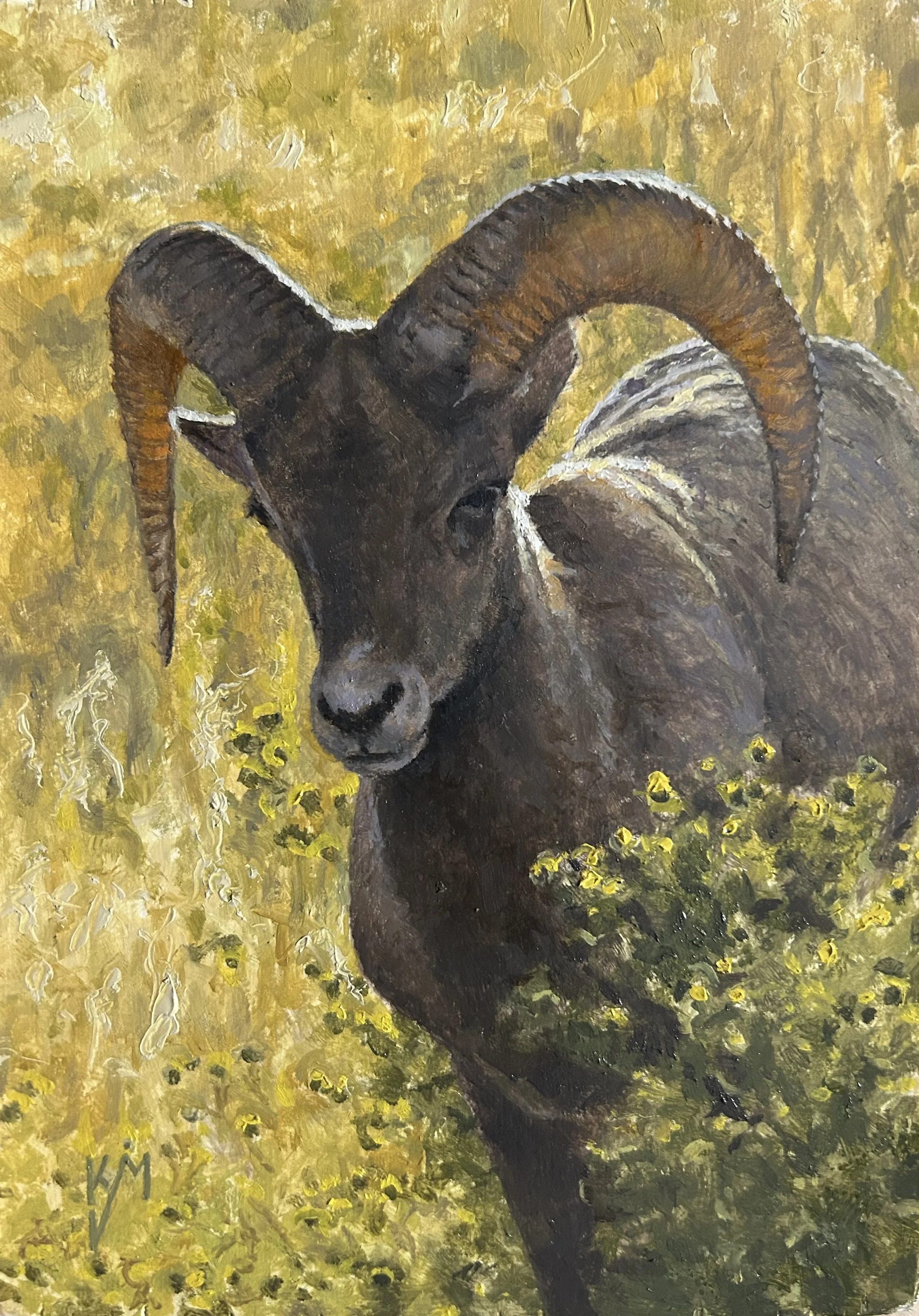 Badlands Bighorn