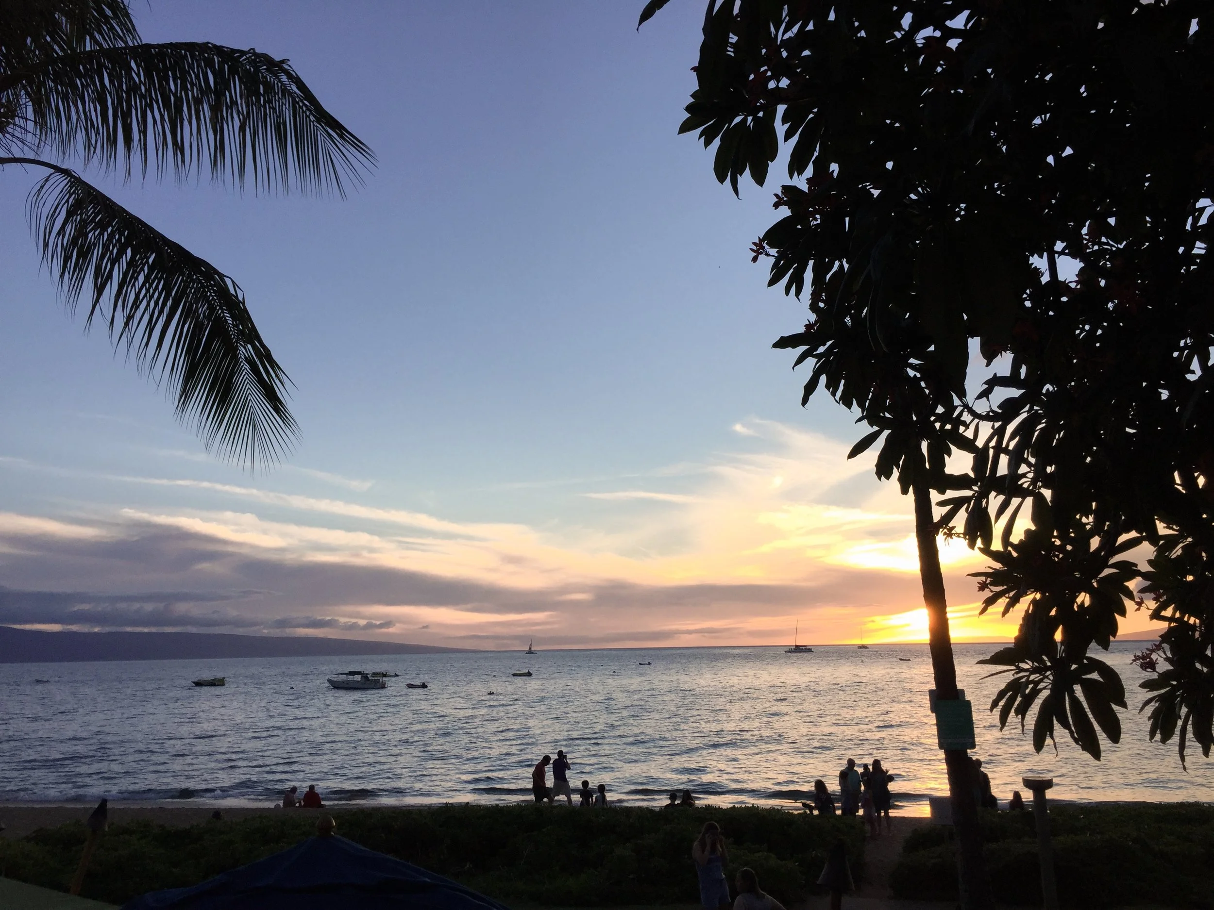 maui sunset palm tree ocean beach sailboat