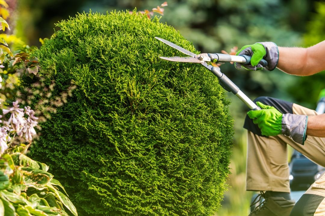 Tree-Trimming-Safety.jpg