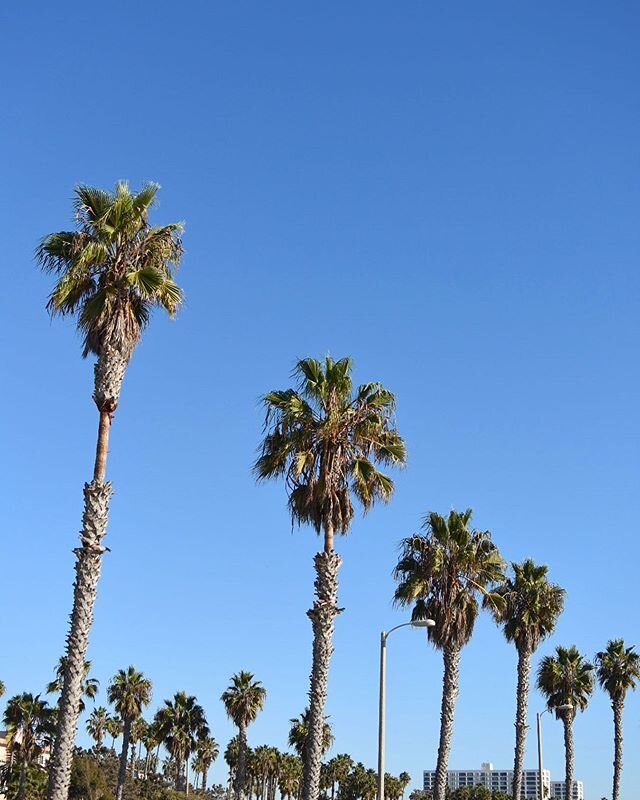 Grey skies here in Michigan today but there&rsquo;s a blue sky with palm trees in my mind and on my Instagram 😆