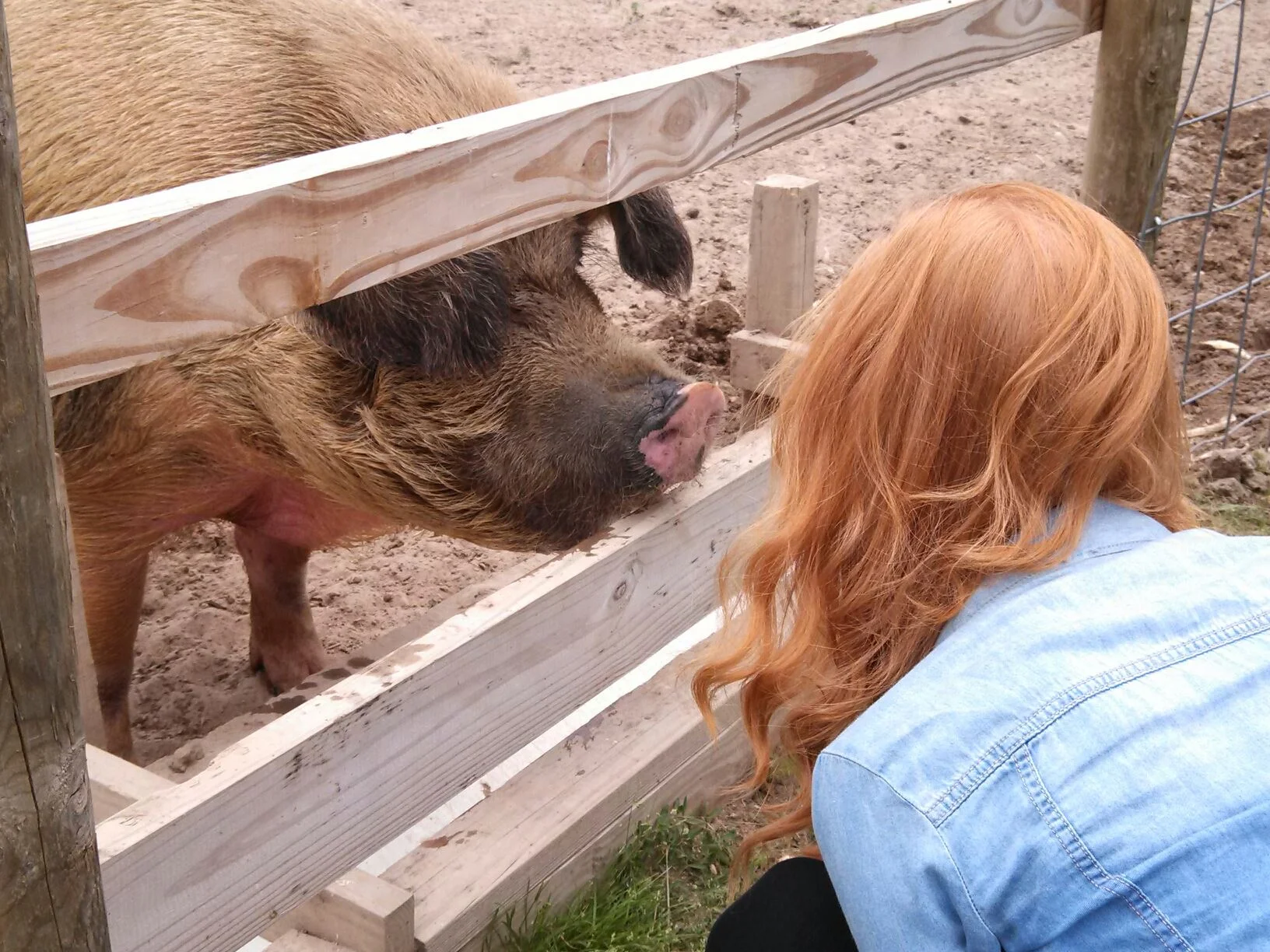 Love animals, eat plants GO VEGAN Learn more