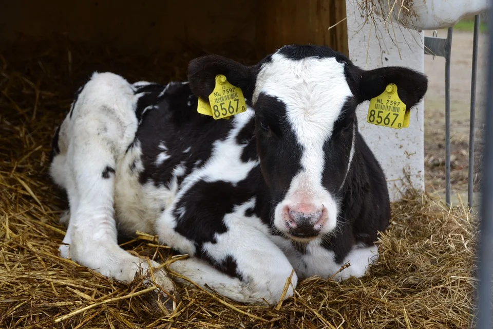 calf-lying-966646_960_720.jpg