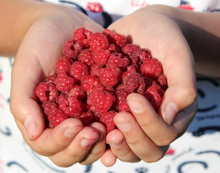 raspberry-995344_960_720.jpg