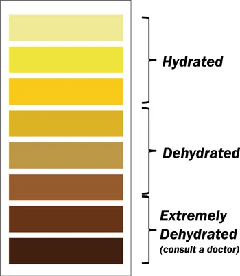 UrineChart.jpg