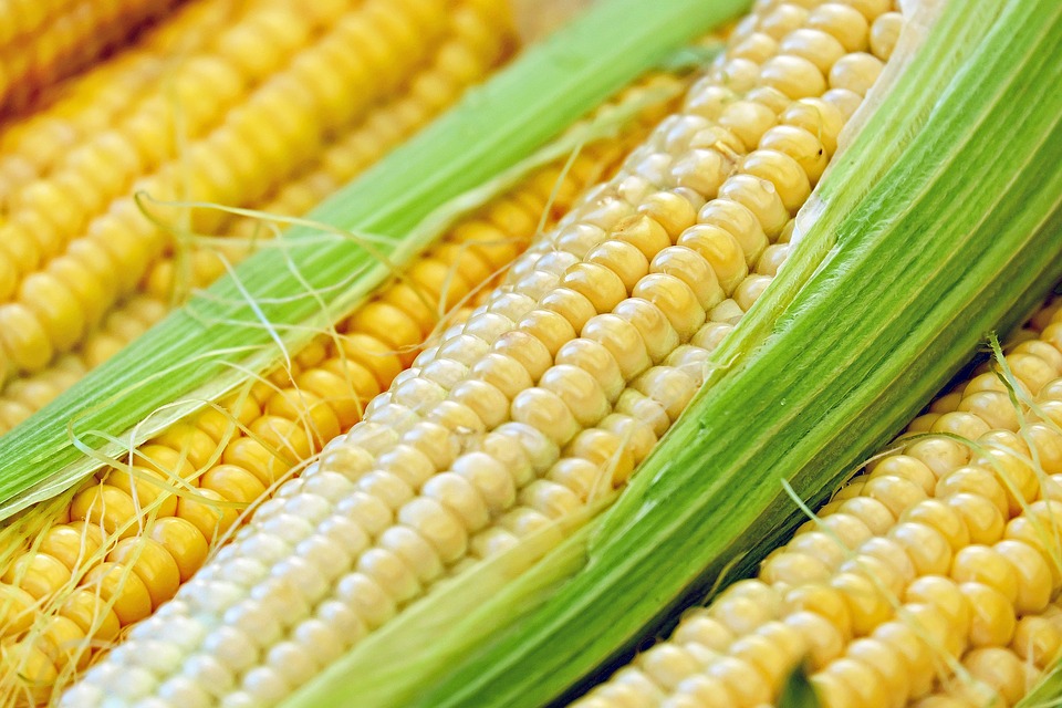 corn-1605664_960_720.jpg