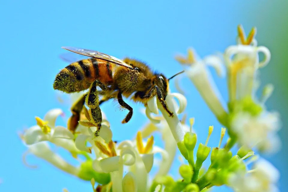 honey-bee-4314838_960_720.jpg