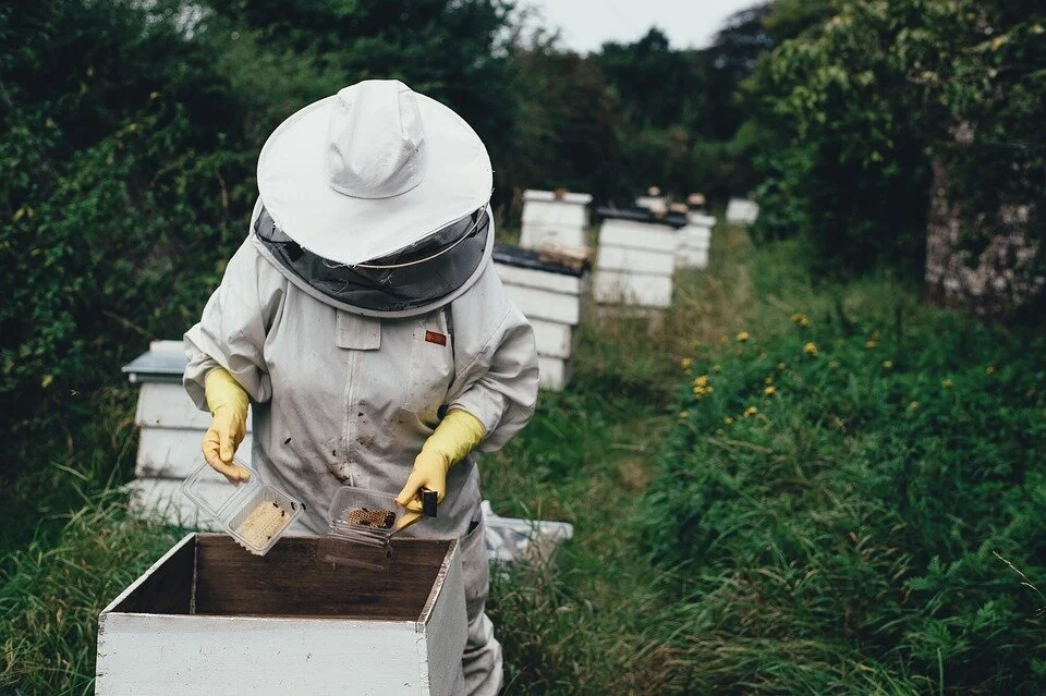 apiary-1866740_960_720.jpg