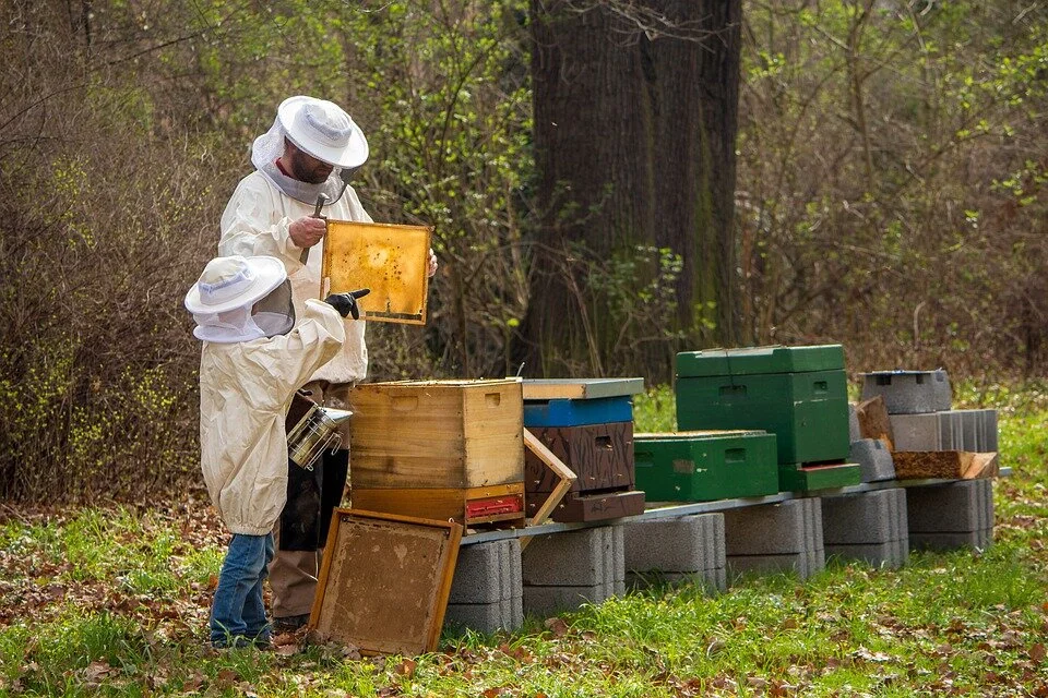 beekeeper-4426003_960_720.jpg