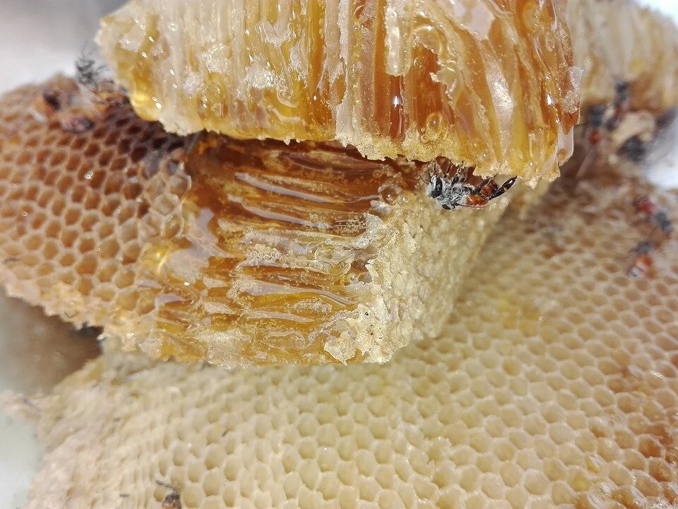 honey-1637114_960_720.jpg