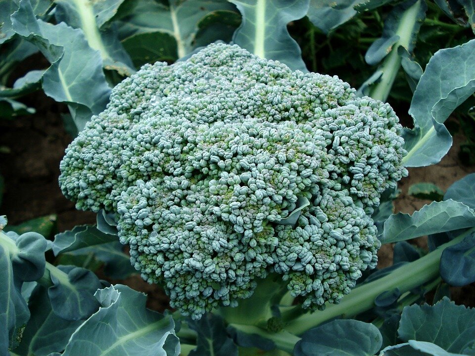 broccoli-494754_960_720.jpg