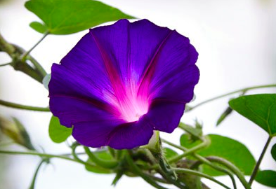 Morning Glory