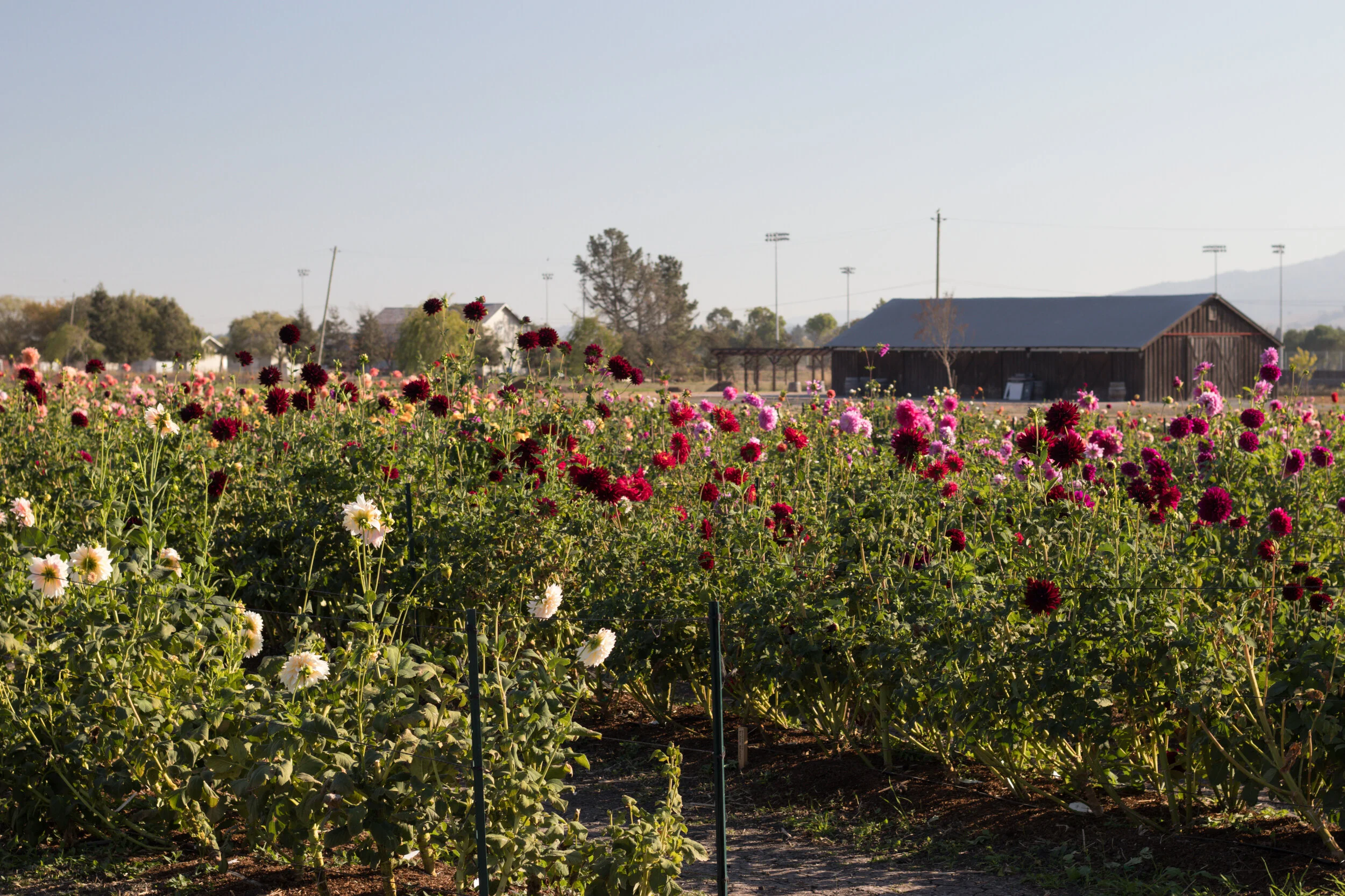 AztecDahlias.jpg
